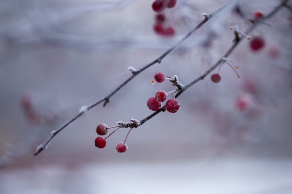 cherry