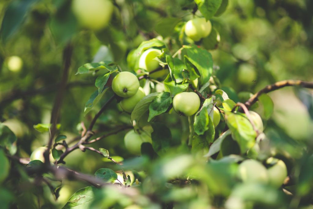 Guldborg apple