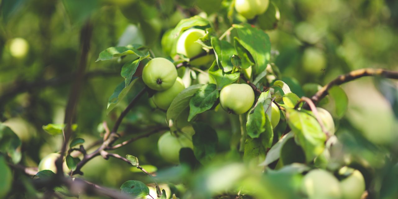 Guldborg er en af vores bedste æblesorter