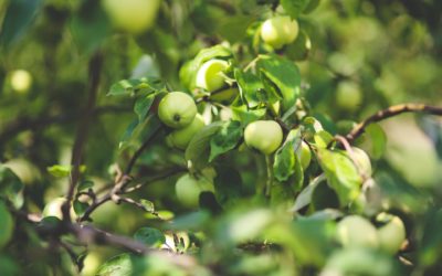 Guldborg er en af vores bedste æblesorter