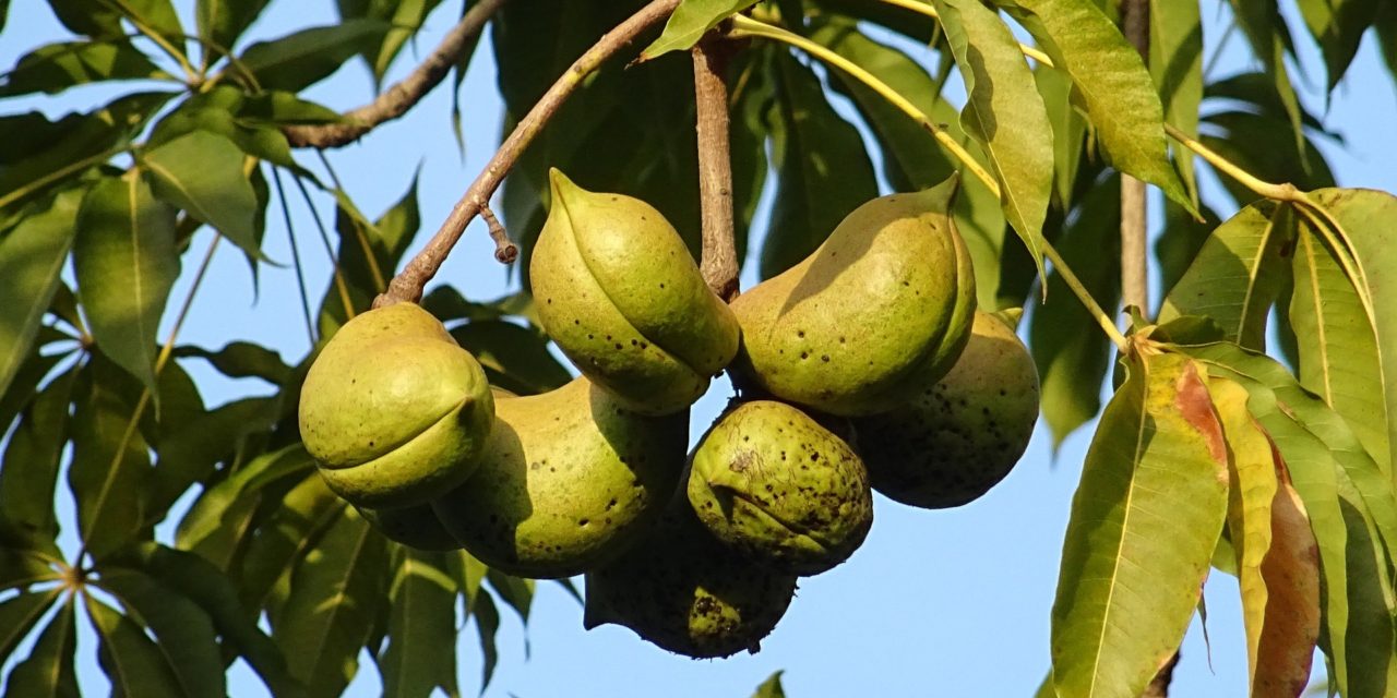 Udplantning og dyrkning af et mandeltræ