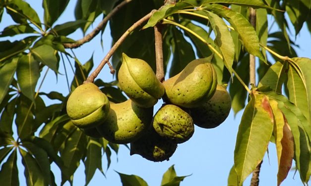 Udplantning og dyrkning af et mandeltræ