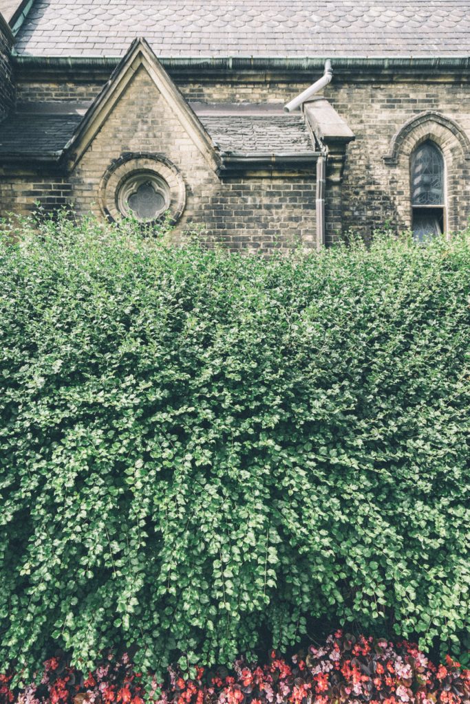 hedge
