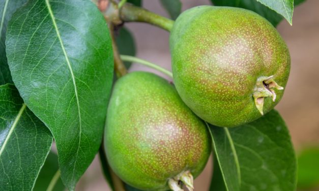 Få sunde og lækre pærer i haven med et pæretræ
