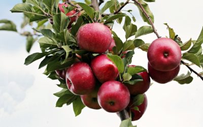 Æbletræer til haven, der har alt