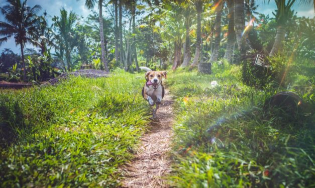 En rigtig mand passer godt på sin hund