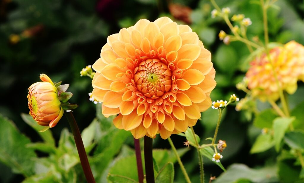 blomst