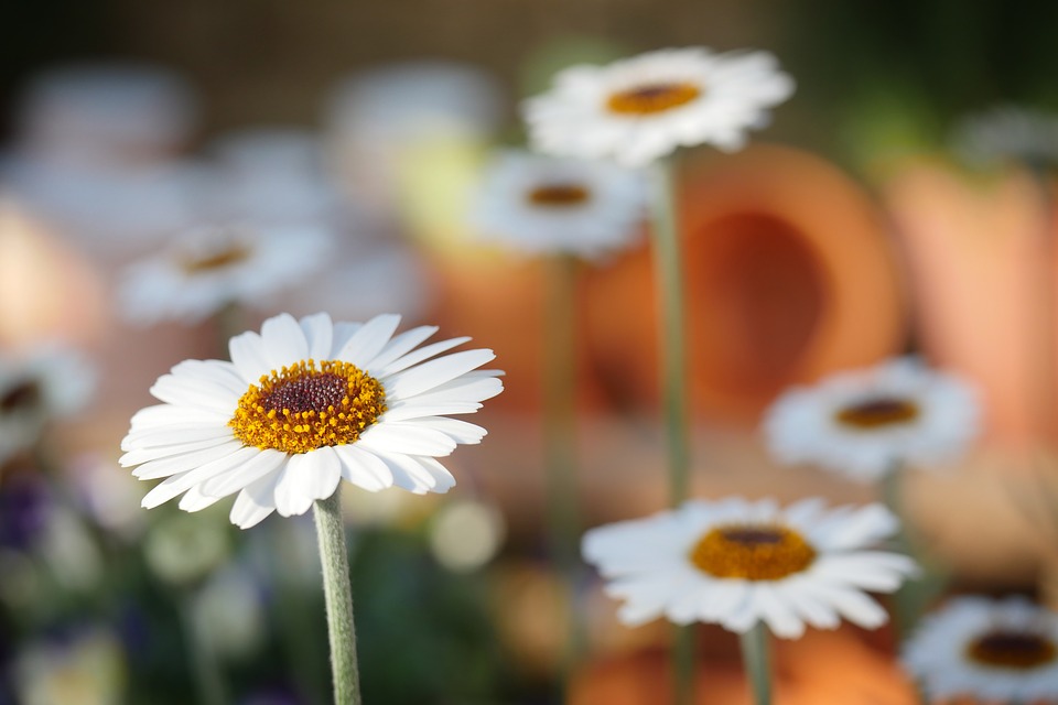 sommerplanter