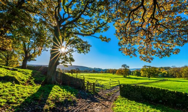 Sådan får du internettet ud til haven