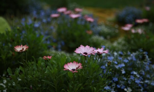 Mangler du inspiration til haven?