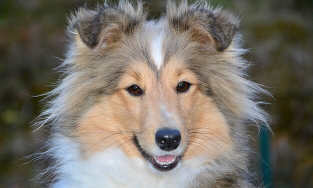 Sådan finansierer du det gode hundeliv