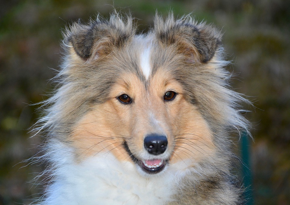 Langhåret hund