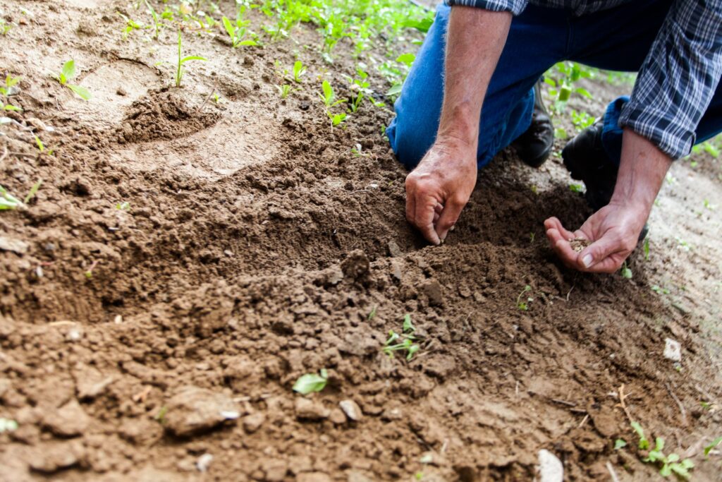 plantning