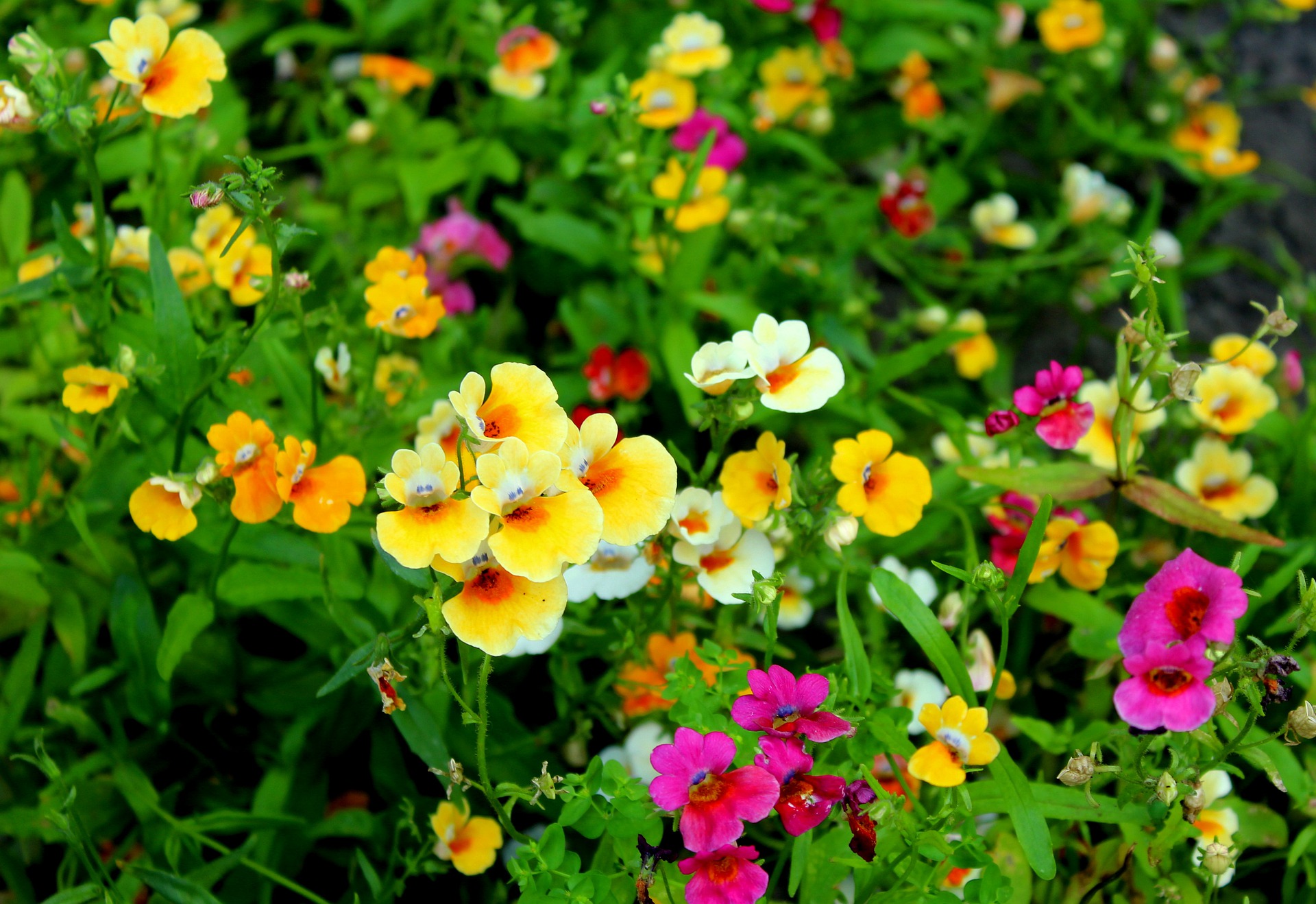 Farverige blomster