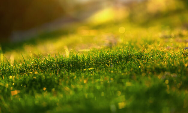 Savner du mere natur, end hvad din have kan give dig?