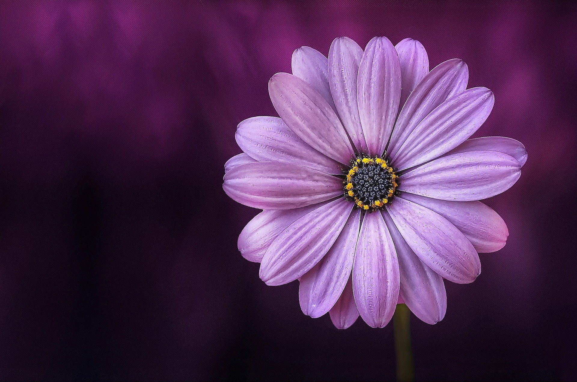 Pæne blomster