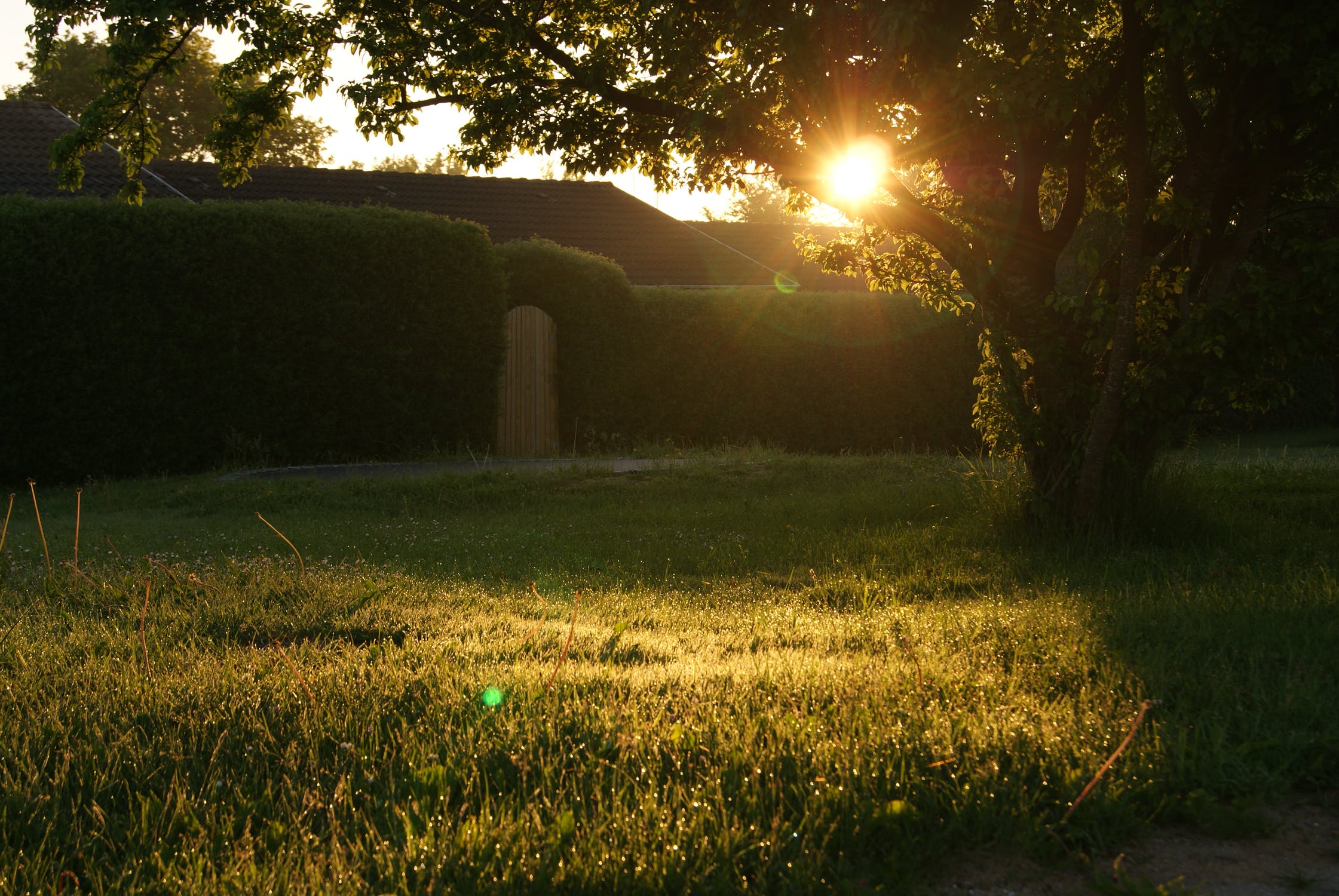 Solskin-sommer